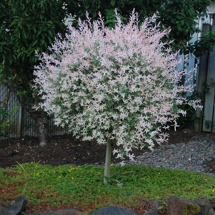 Salix integra 'Hakuro Nishiki' ~ Dappled Willow