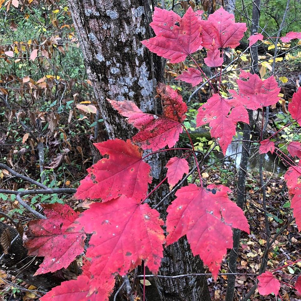 Acer rubrum 'Magnificent Magenta' ~ Burgundy Belle® Red Maple