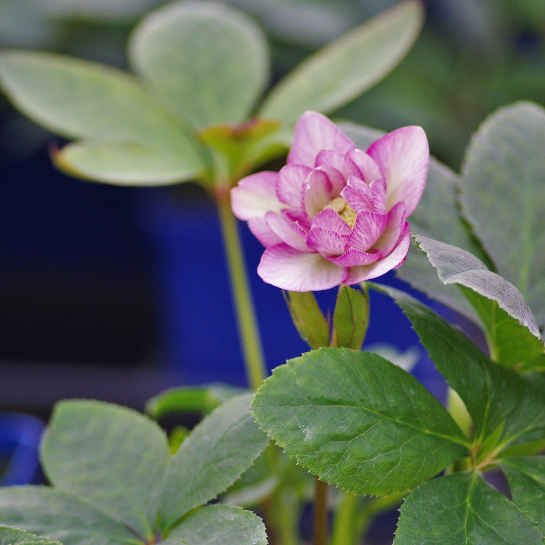 Helleborus 'Cotton Candy' ~ Winter Jewels® Cotton Candy Lenten Rose