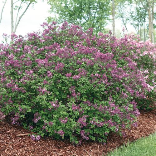 Syringa x 'SMSJBP7' ~ Bloomerang® Dark Purple Lilac