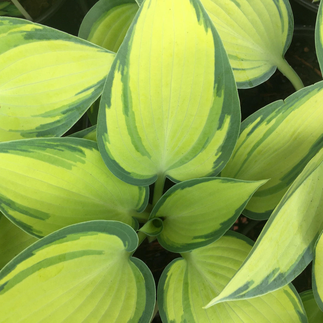 Hosta 'June' ~ June Hosta