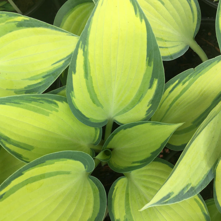 Hosta 'June' ~ June Hosta