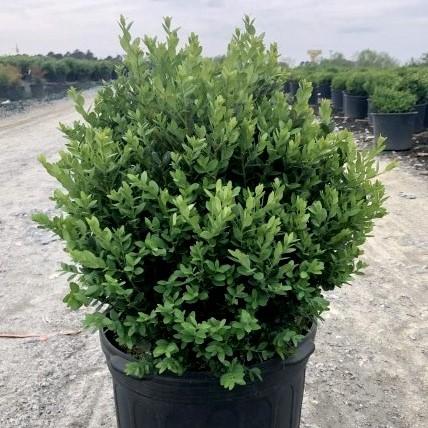 Buxus 'Green Mountain' ~ Green Mountain Boxwood