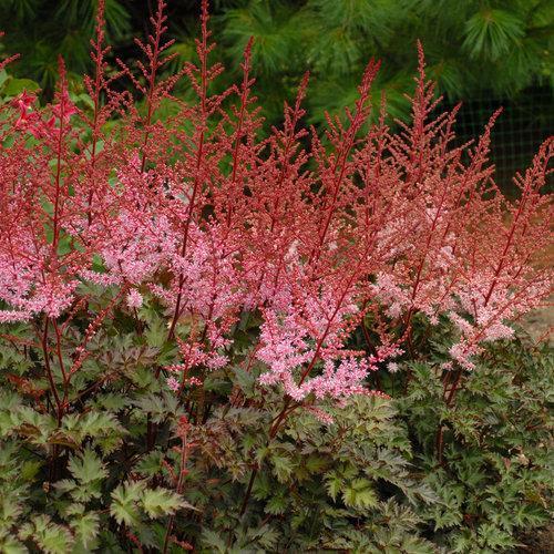 Astilbe x 'Delft Lace' ~ Delft Lace Astilbe