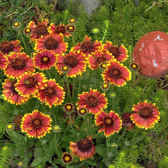 Gaillardia aristata 'Spintop Yellow Touch' ~ Spintop™ Yellow Touch Blanket Flower