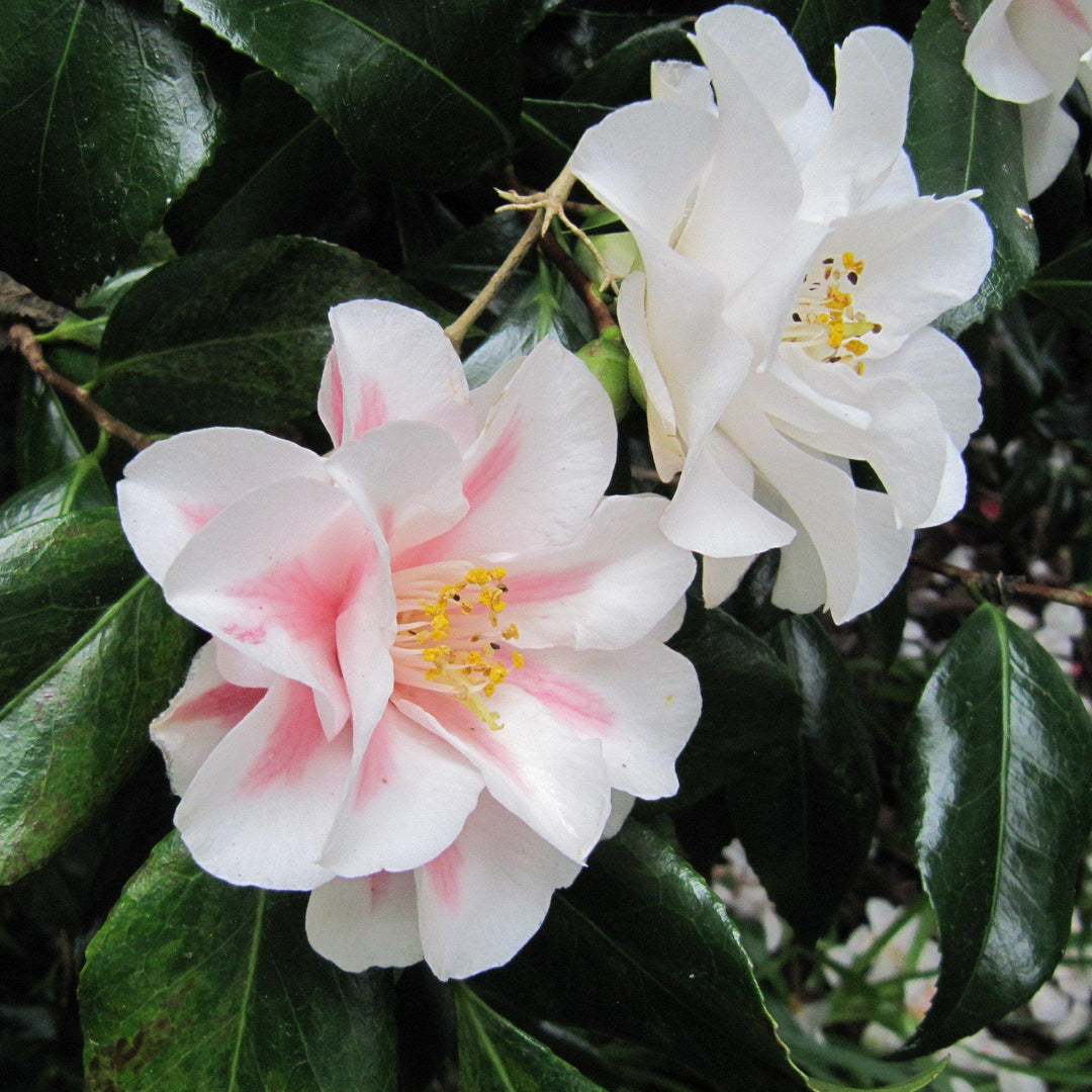 Camellia japonica 'Lady Vansittart' ~ Lady Vansittart Camellia