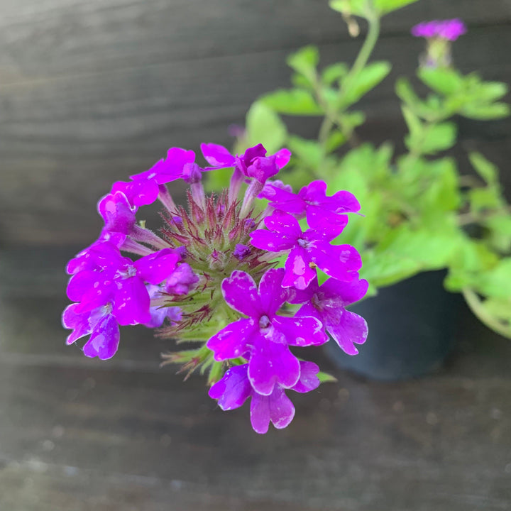 Verbena canadensis 'Homestead Purple' ~ Purple Spreader™ Garden Verbena