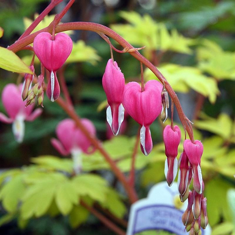 Dicentra spectabilis 'Gold Heart' ~ Gold Heart Bleeding Heart