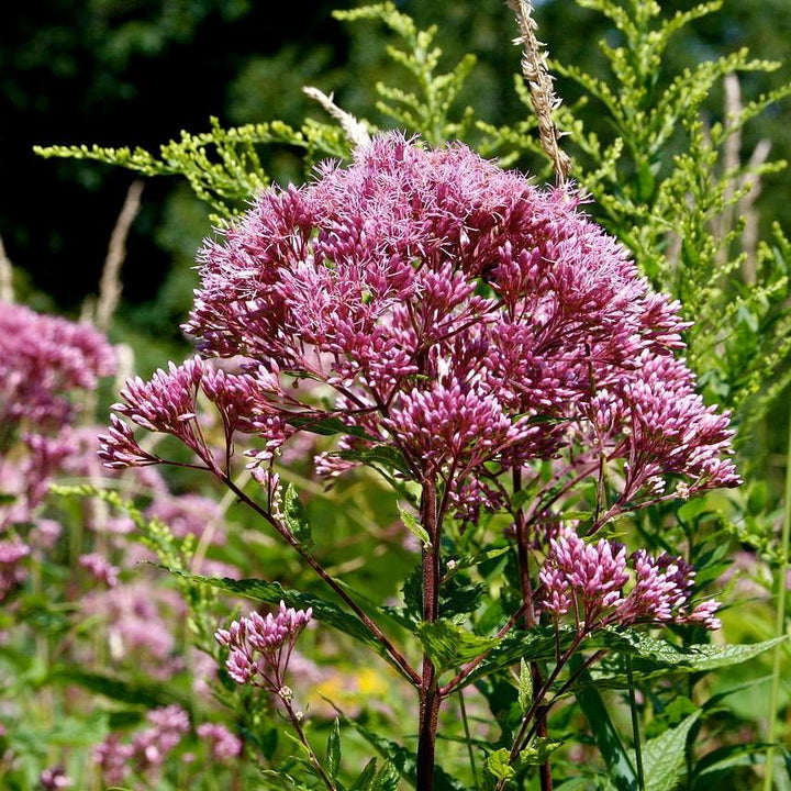 Eutrochium dubium 'Baby Joe' ~ Baby Joe Coastal Plain Joe Pye Weed