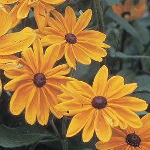 Rudbeckia hirta 'Indian Summer' ~ Indian Summer Black-Eyed Susan