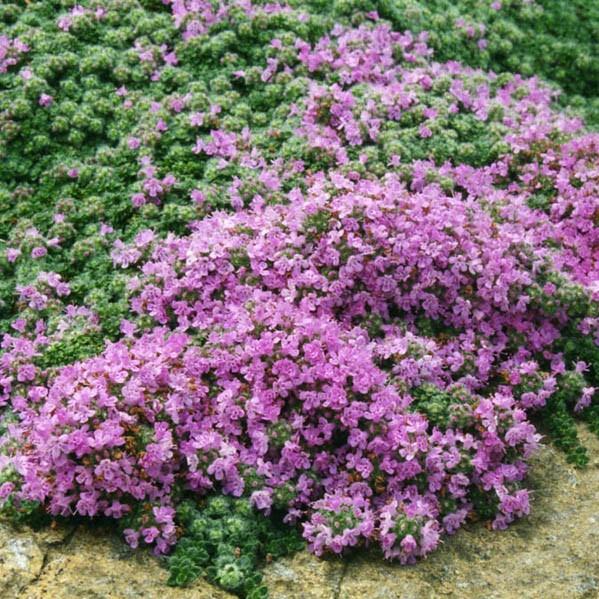 Thymus pseudolanuginosus ~ Woolly Thyme