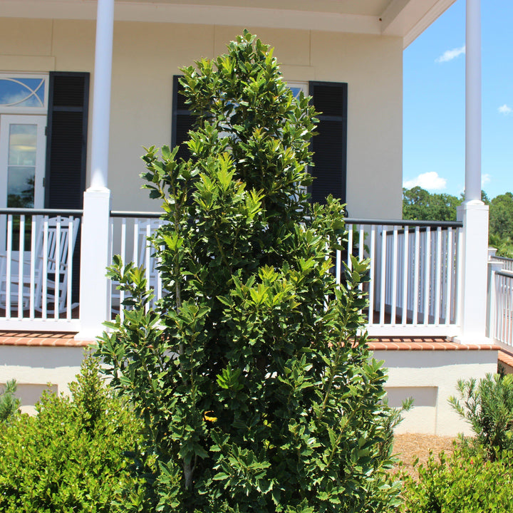 Ilex 'Magland' ~ Oakland Holly