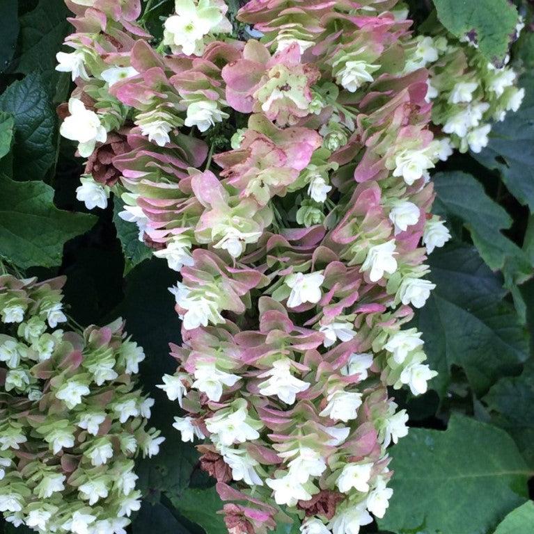 Hydrangea quercifolia 'Snowcicle' ~ Snowcicle Hydrangea