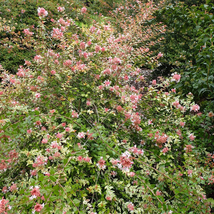 Abelia x grandiflora 'Mardi Gras' ~ Mardi Gras Glossy Abelia