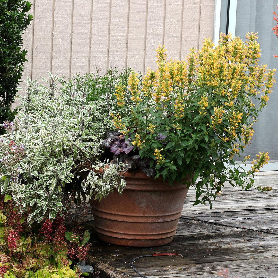 Agastache ‘Kudos Yellow’ ~ Kudos™ Yellow Hummingbird Mint, Hyssop