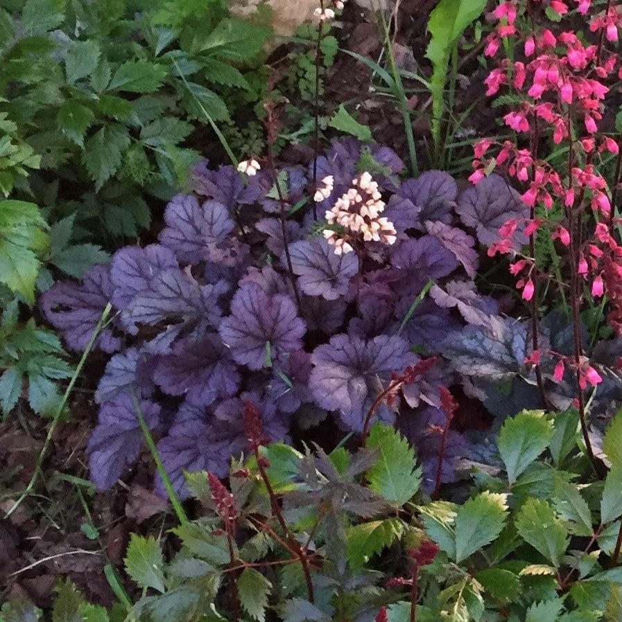 Heuchera 'Grape Expectations' ~ Grape Expectations Coral Bells