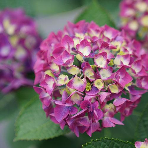 Hydrangea macrophylla 'SMNHML' ~ Wee Bit Giddy® Hydrangea