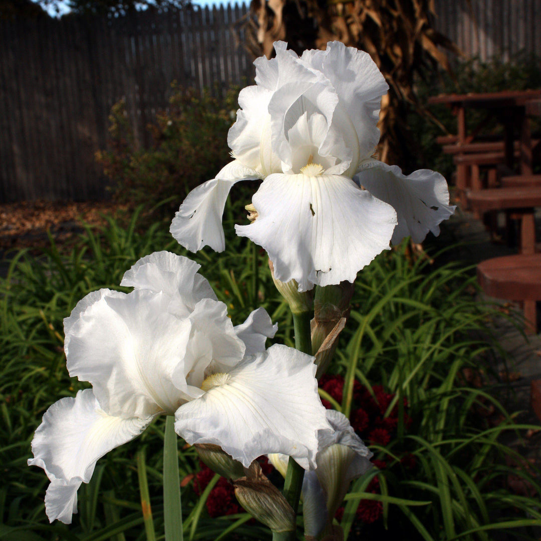 Iris germanica 'Immortality' ~ Immortality Bearded Iris