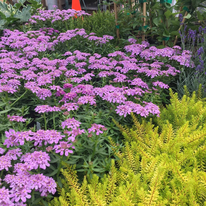 Iberis 'Mermaid Lavender' ~ Mermaid Lavender Candytuft