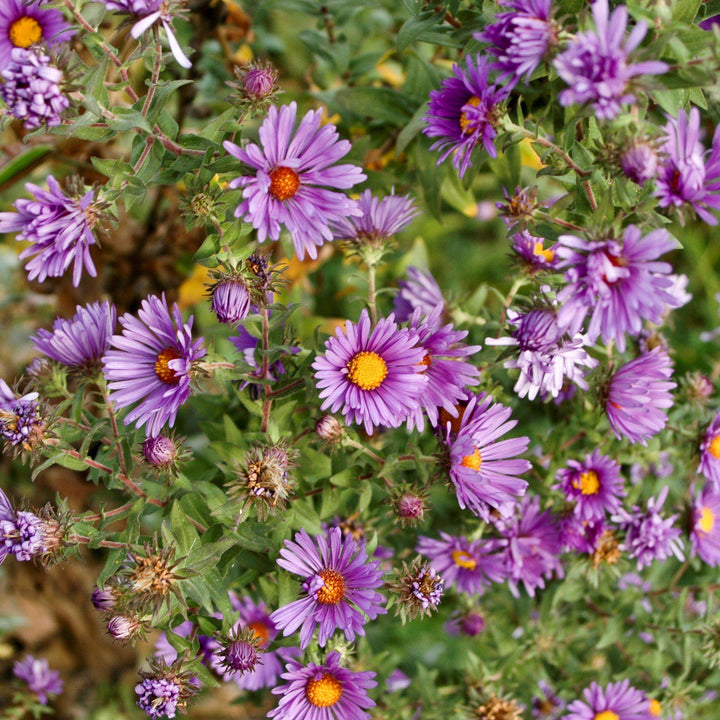 Aster novae-angliae ~ New England Aster