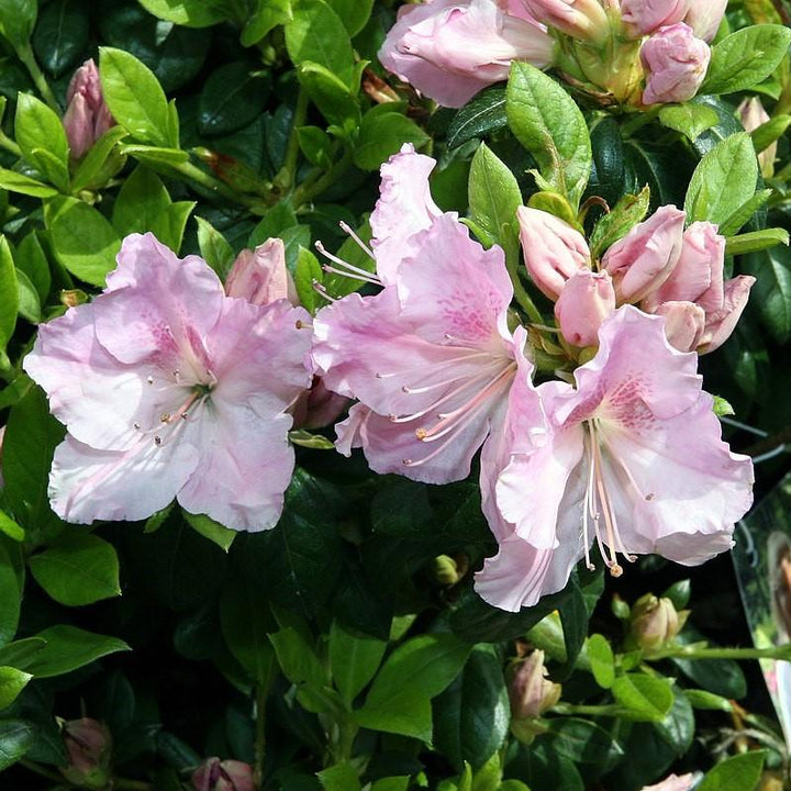 Rododendro 'Robleja' ~ Encore® Autumn Sweetheart™ Azalea