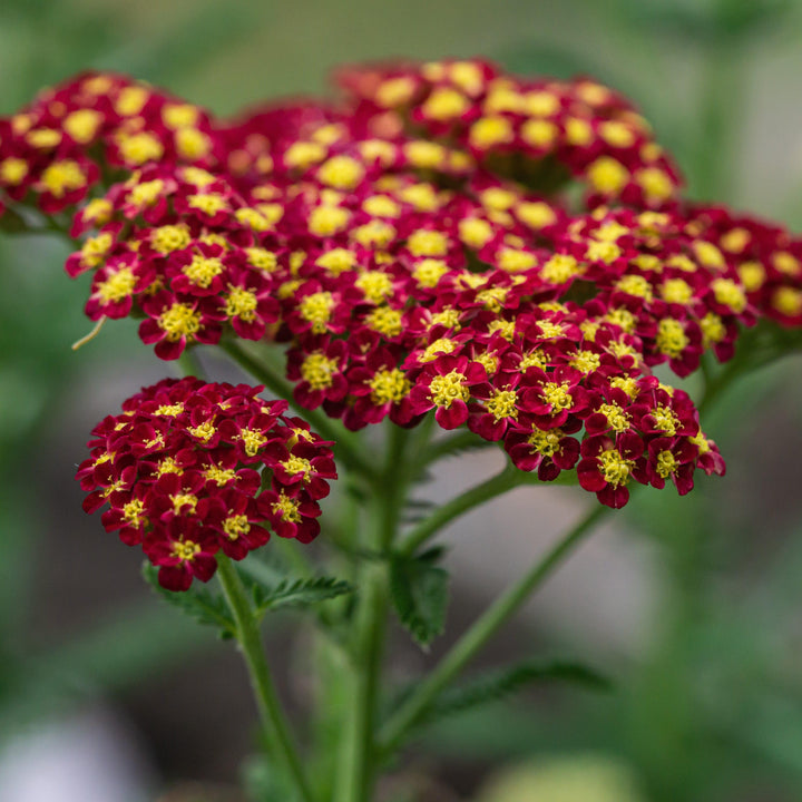 Achillea millefolium 'Strawberry Seduction' ~ Strawberry Seduction Yarrow