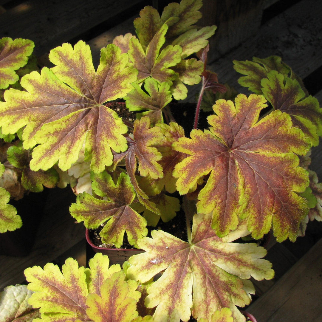 Heucherella 'Gold Zebra' ~ Gold Zebra Foamy Bells