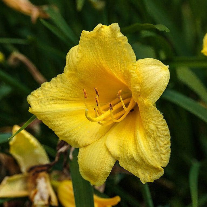 Hemerocallis 'Happy Returns' ~ Happy Returns Daylily