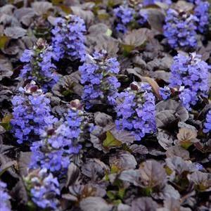 Ajuga reptans 'Binblasca' ~ Black Scallop Bugleweed