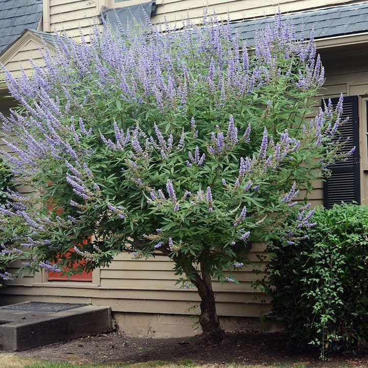 Vitex agnus-castus ~ Chaste Tree