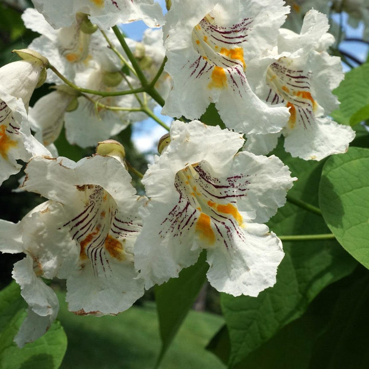 Catalpa speciosa ~ Northern Catalpa