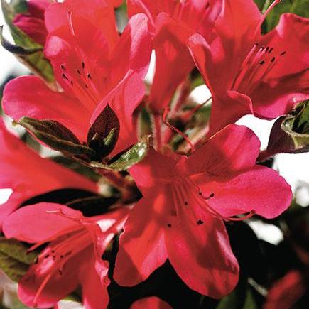 Rododendro 'Conler' ~ Encore® Autumn Ruby™ Azalea