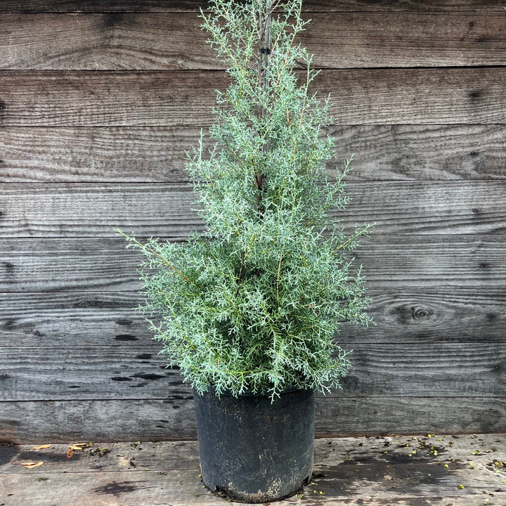 Cupressus arizonica glabra 'Carolina Sapphire' ~ Carolina Sapphire, Smooth Arizona Cypress