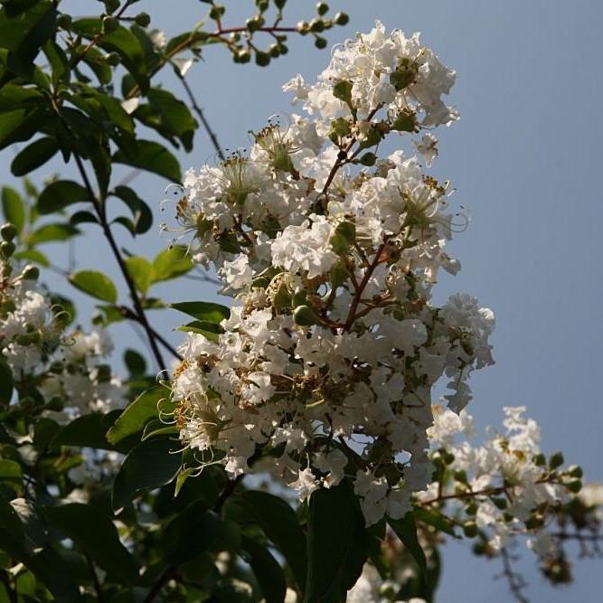 Lagerstroemia indica x fauriei 'Natchez' ~ Natchez Crape Myrtle