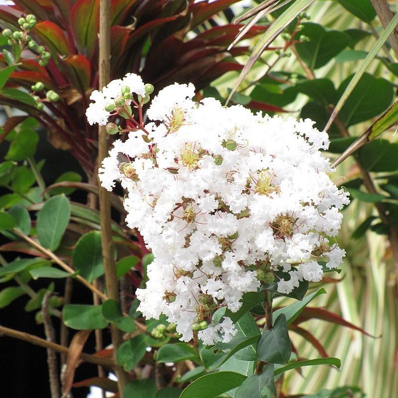 Lagerstroemia 'PIILAG-I' PP#23,168 ~ Diamond Dazzle™ Dwarf Crape Myrtle