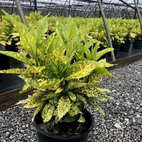 Aucuba japonica 'Golden King' ~ Golden King Japanese Aucuba