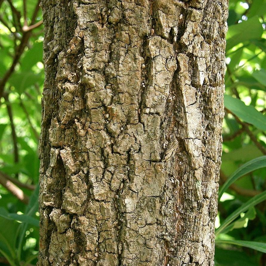 Chionanthus retusus ~ Árbol de flecos chino