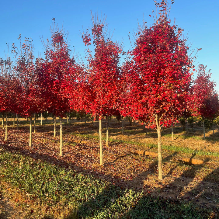 Acer rubrum 'Frank Jr.' PP16769 ~ Redpointe® Red Maple