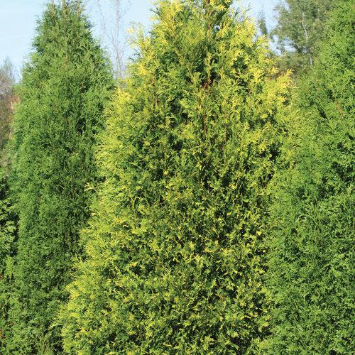 Thuja occidentalis 'SMTOYB' ~ Polar Gold® Arborvitae