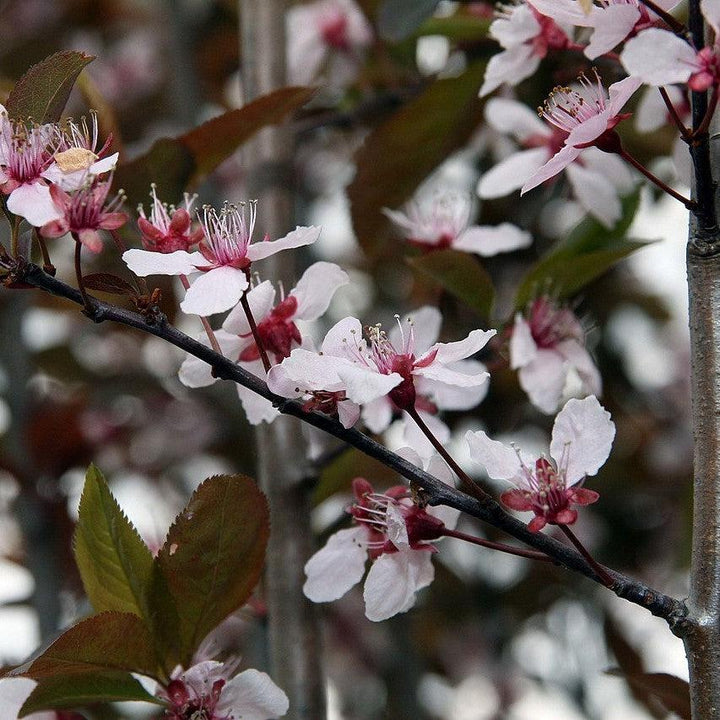 Prunus cerasifera 'Nube de tormenta' ~ Ciruela de hoja púrpura de nube de tormenta