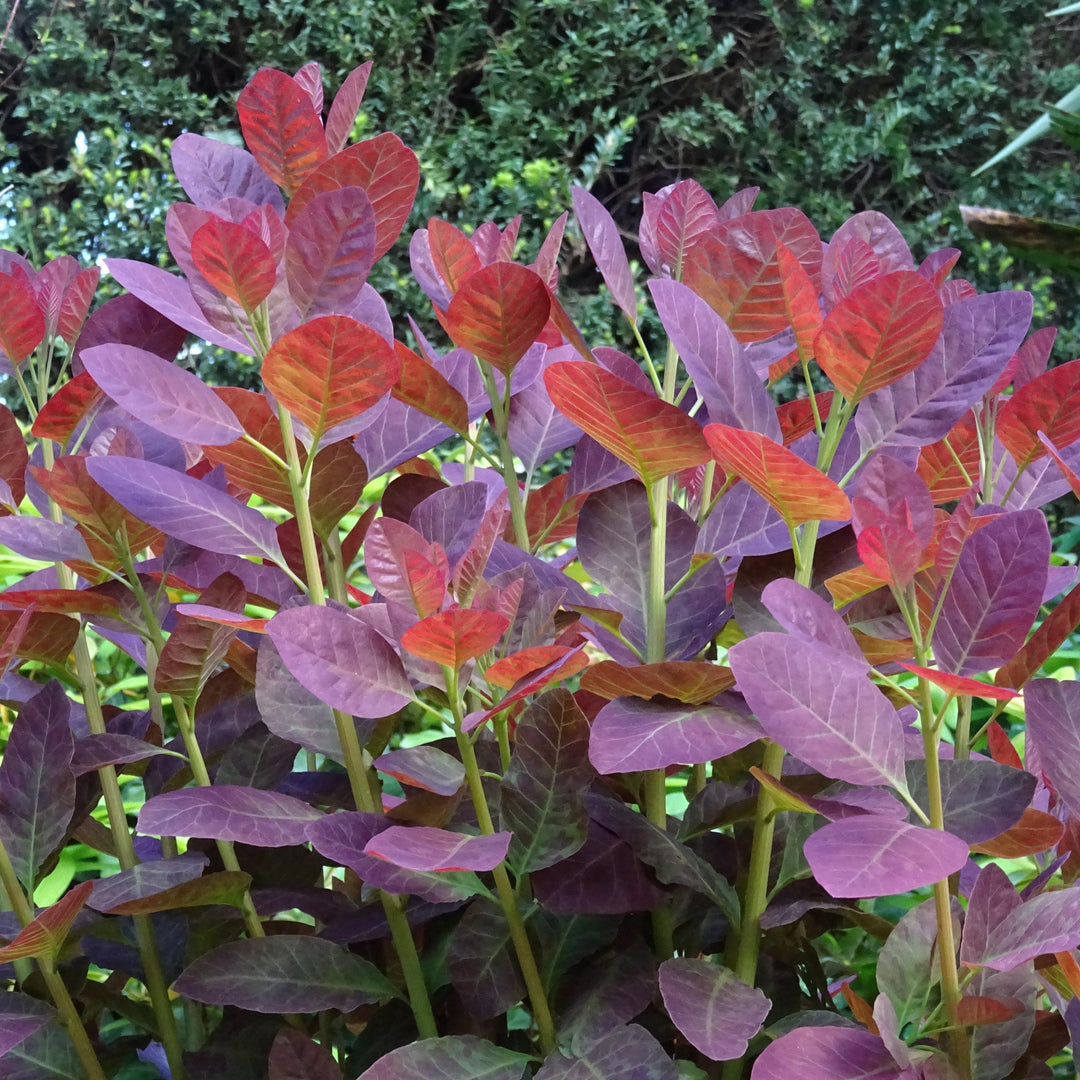 Cotinus coggygria 'Royal Purple' ~ Árbol de humo púrpura real