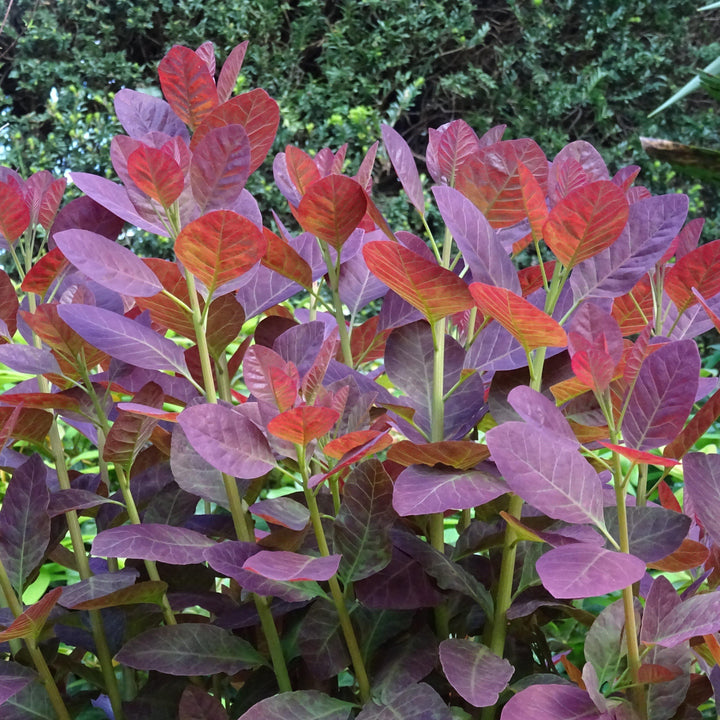 Cotinus coggygria 'Royal Purple' ~ Royal Purple Smoke Tree