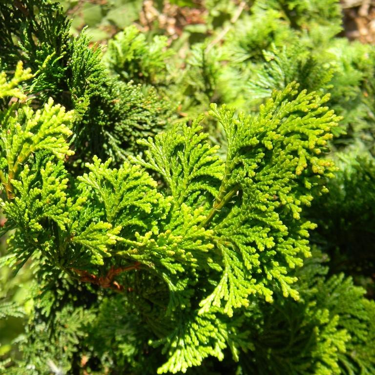 Chamaecyparis obtusa 'Confucius Gold' ~ Confucius Gold Hinoki Cypress