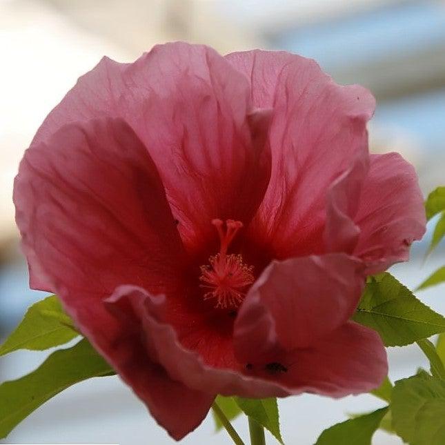 Hibiscus x 'Fantasia' ~ Fantasia Hibiscus