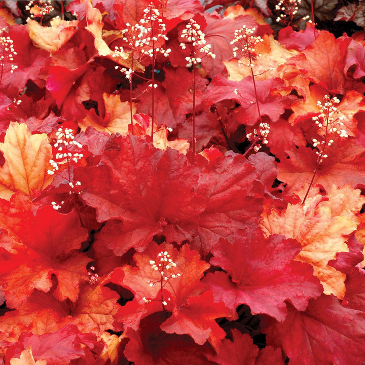 Heuchera 'Rio' ~ CITY™ Rio Heuchera