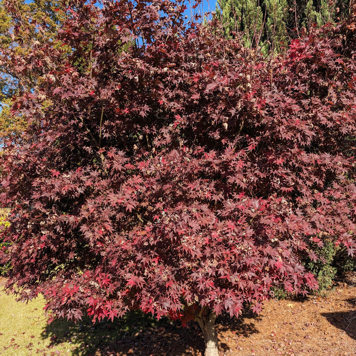 Acer palmatum 'Bloodgood' ~ Japanese Maple 'Bloodgood'