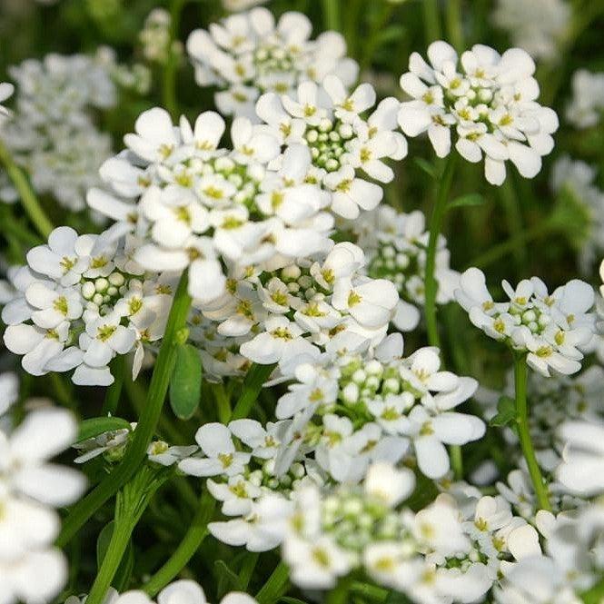 Iberis sempervirens 'Alexander's White' ~ Alexander's White Candytuft