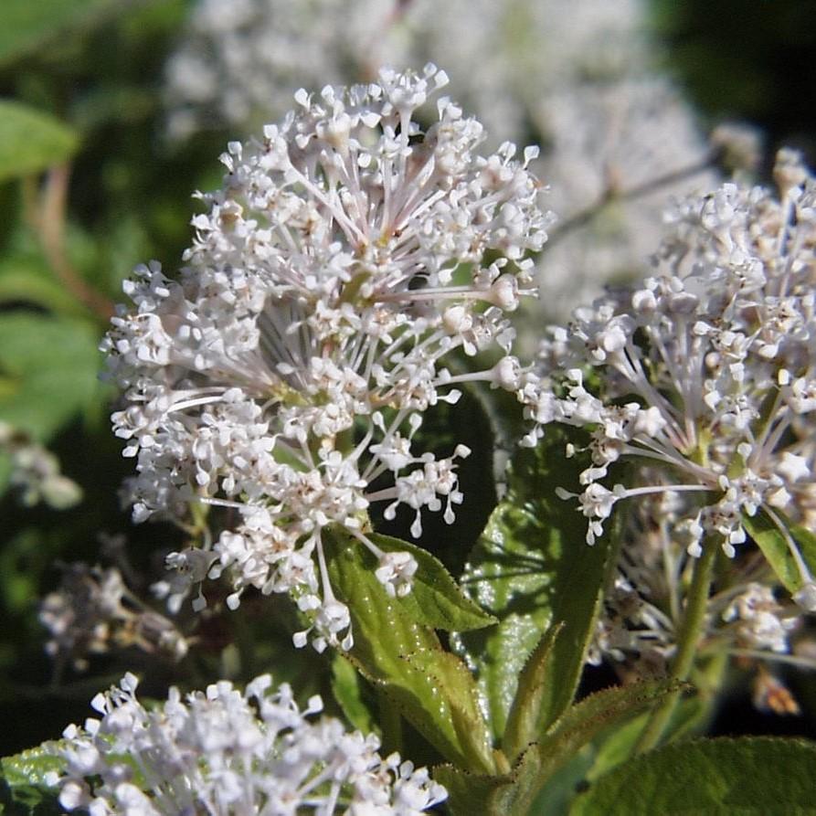 Ceanothus americanus ~ New Jersey Tea