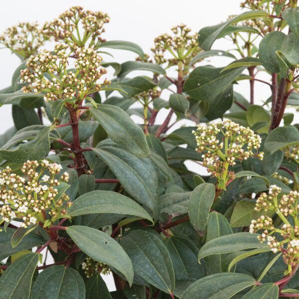 Viburnum 'sPg-3-024' ~ Viburnum Moonlit Lace®