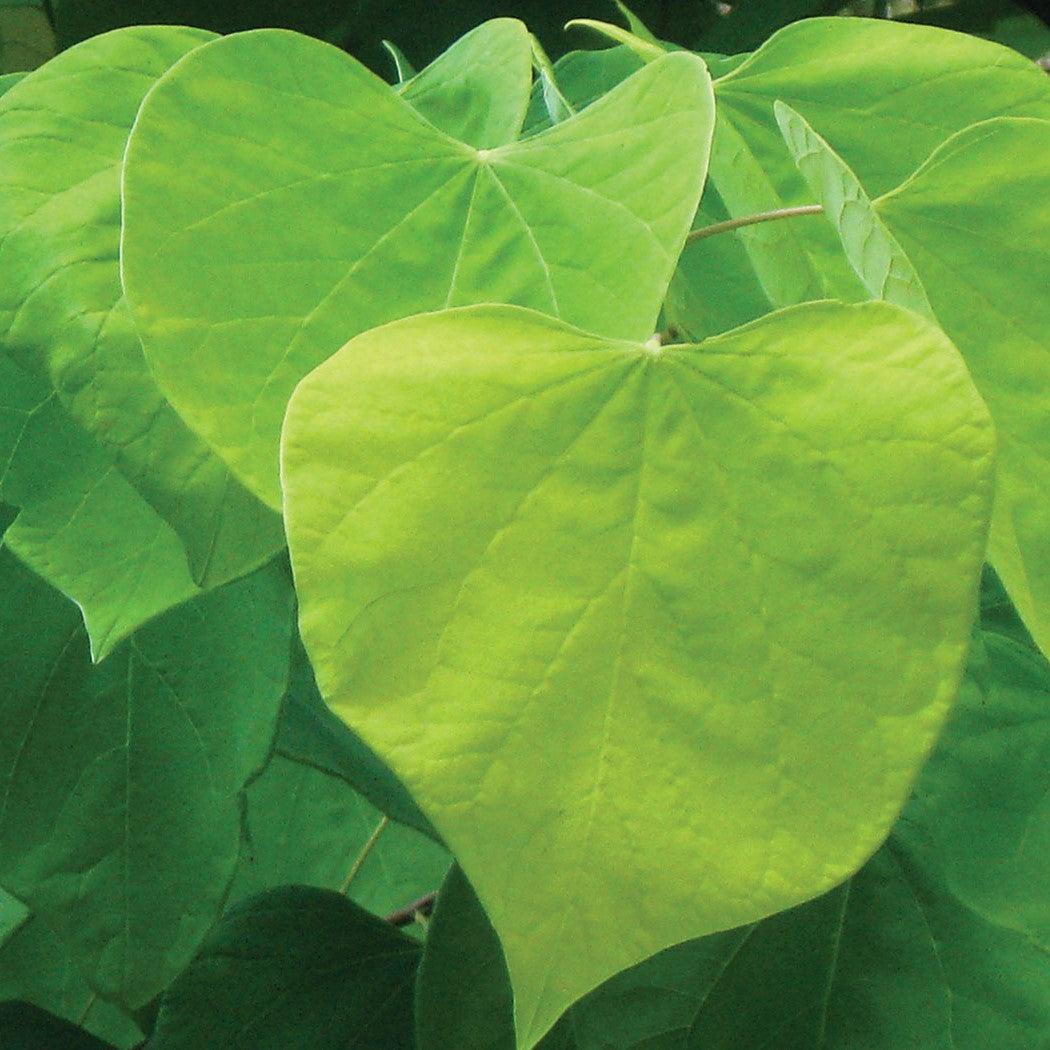 Cercis canadensis 'Hearts of Gold' ~ Hearts of Gold Redbud